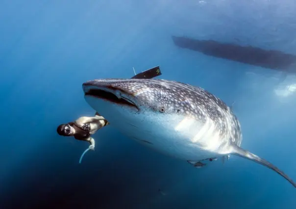 Esta es la isla de Quintana Roo donde puedes nadar con tiburones ballena