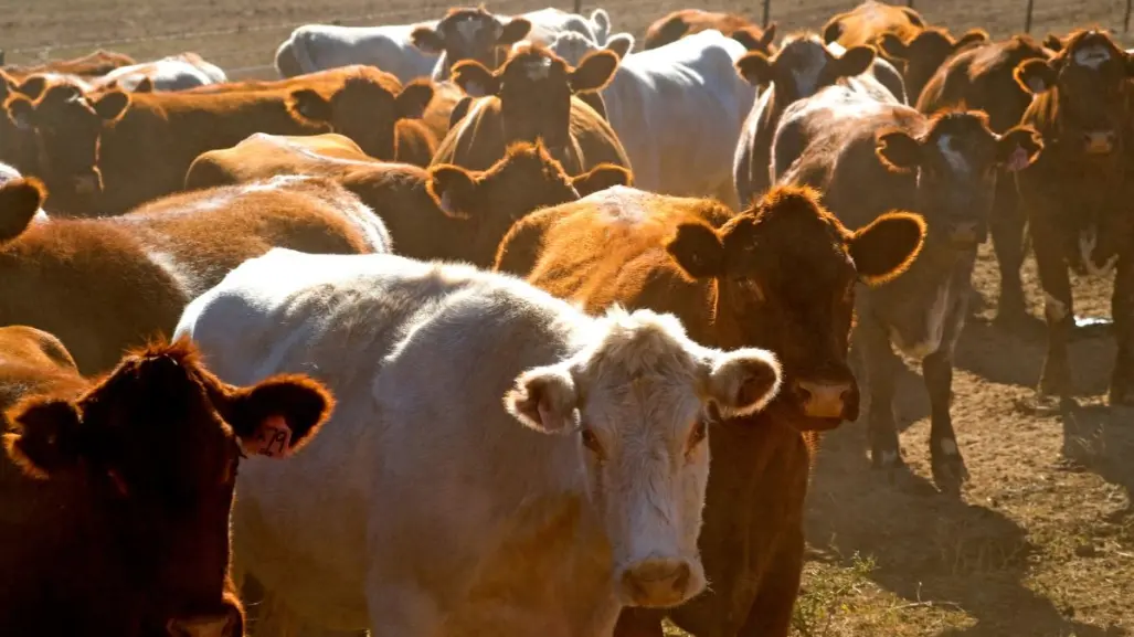 Así frenarán el avance del gusano barrenador hacia Tamaulipas