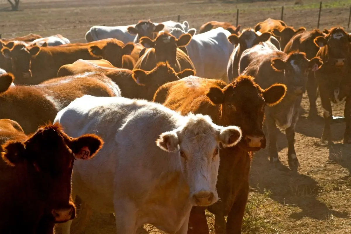La medida incluye un estricto control sobre la movilización de animales entre regiones, en especial hacia estados ganaderos libres de esta plaga como Tamaulipas. Foto: SADER