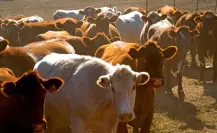 Así frenarán el avance del gusano barrenador hacia Tamaulipas