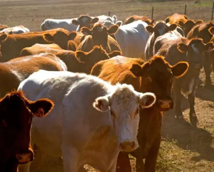 Así frenarán el avance del gusano barrenador hacia Tamaulipas