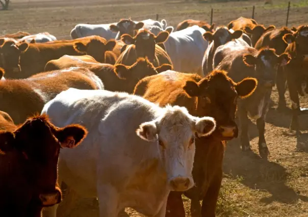 Así frenarán el avance del gusano barrenador hacia Tamaulipas