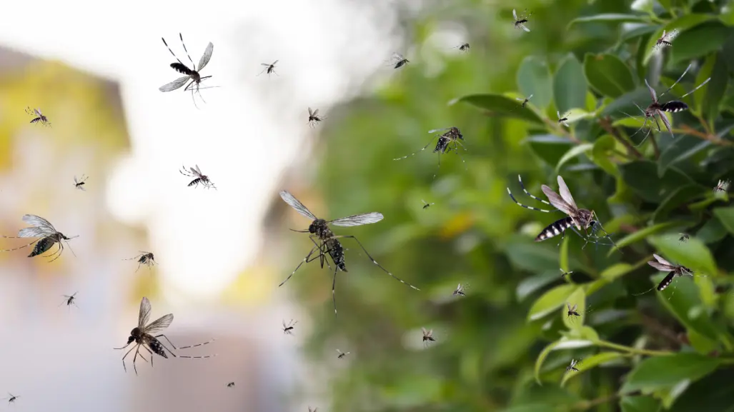 5 hierbas aromáticas que tienes en tu cocina y te salvarán de los molestos mosquitos