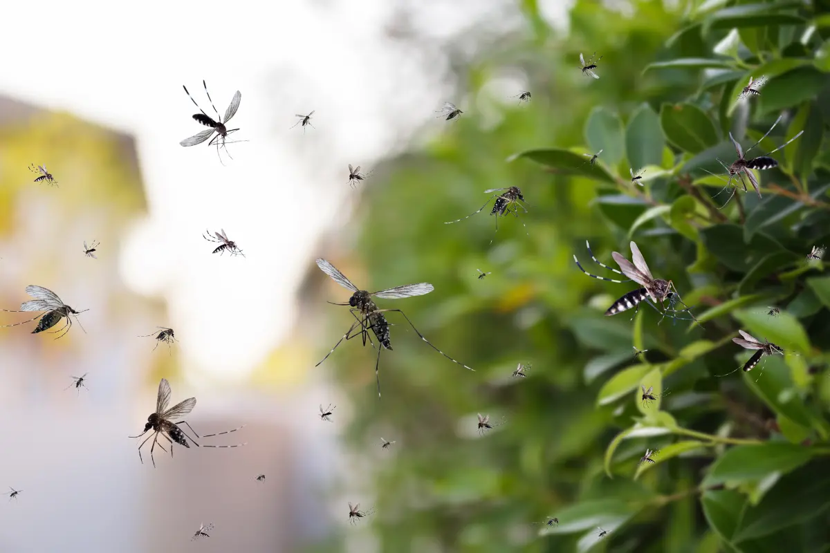 El aroma de las algunas plantas que se utilizan en la cocina no le gusta a los mosquitos y los aleja. Foto: Canva