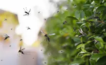 5 hierbas aromáticas que tienes en tu cocina y te salvarán de los molestos mosquitos