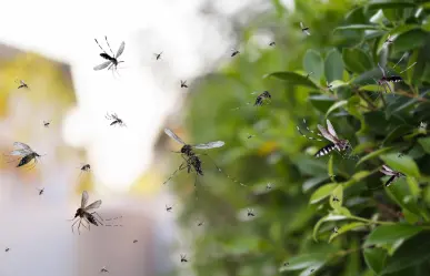5 hierbas aromáticas que tienes en tu cocina y te salvarán de los molestos mosquitos