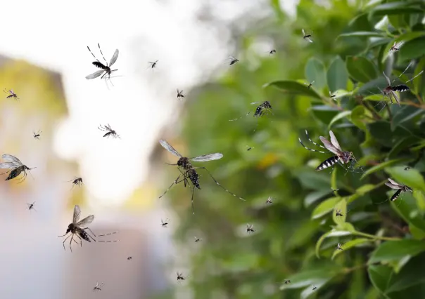 5 hierbas aromáticas que tienes en tu cocina y te salvarán de los molestos mosquitos