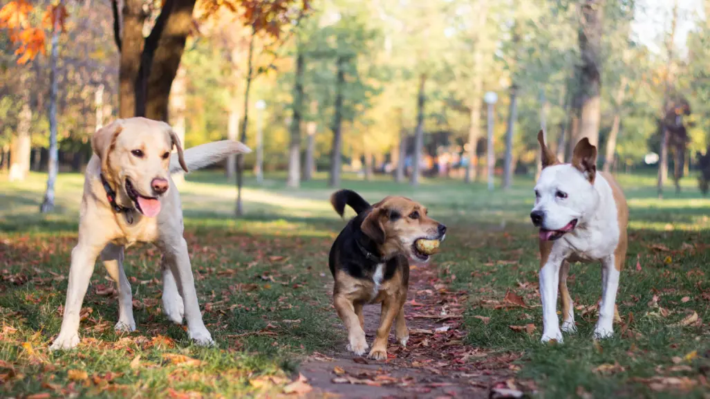 Estas son 5 razas de perro que son ideales para la vida en casa, según experto veterinario