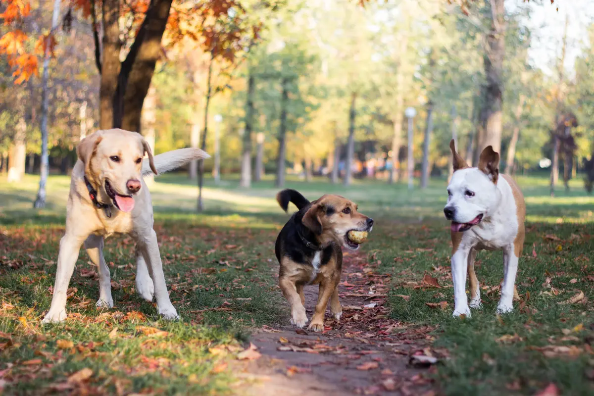 Descubre cuáles son las razas de perro ideales para el hogar y los cuidados esenciales que necesitan para ser felices. Foto: Canva