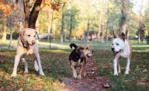 Estas son 5 razas de perro que son ideales para la vida en casa, según experto veterinario