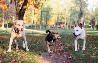 Estas son 5 razas de perro que son ideales para la vida en casa, según experto veterinario
