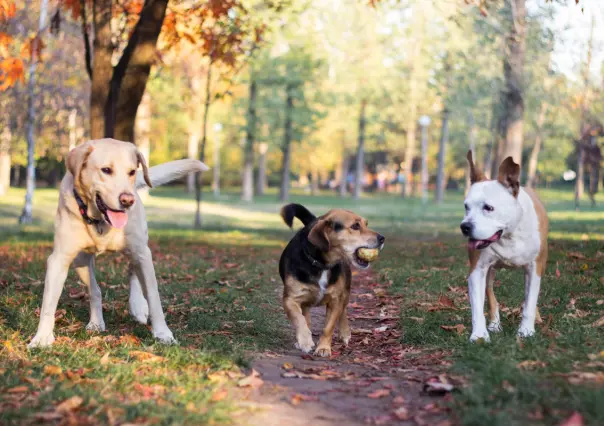 Estas son 5 razas de perro que son ideales para la vida en casa, según experto veterinario