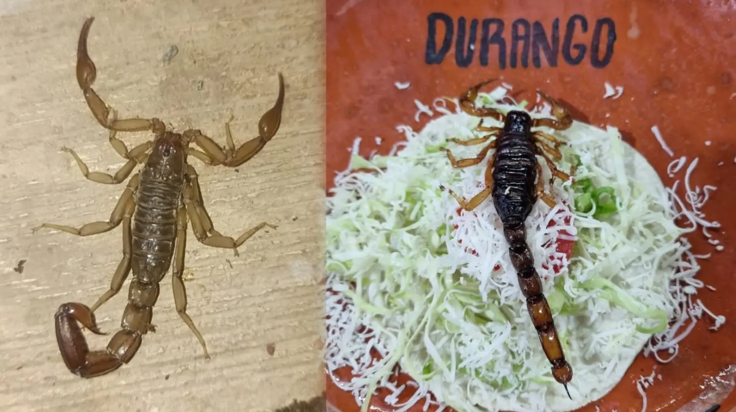 Foto: Facebook/ Arañas de México | Este es el valor nutricional del alacrán de Durango.