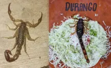 Alacrán de Durango: ¿Cuál es su valor nutricional? 