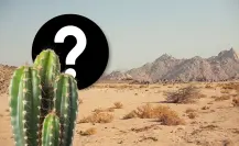 Este es el animal nativo más letal de Coahuila, su mordida podría matarte