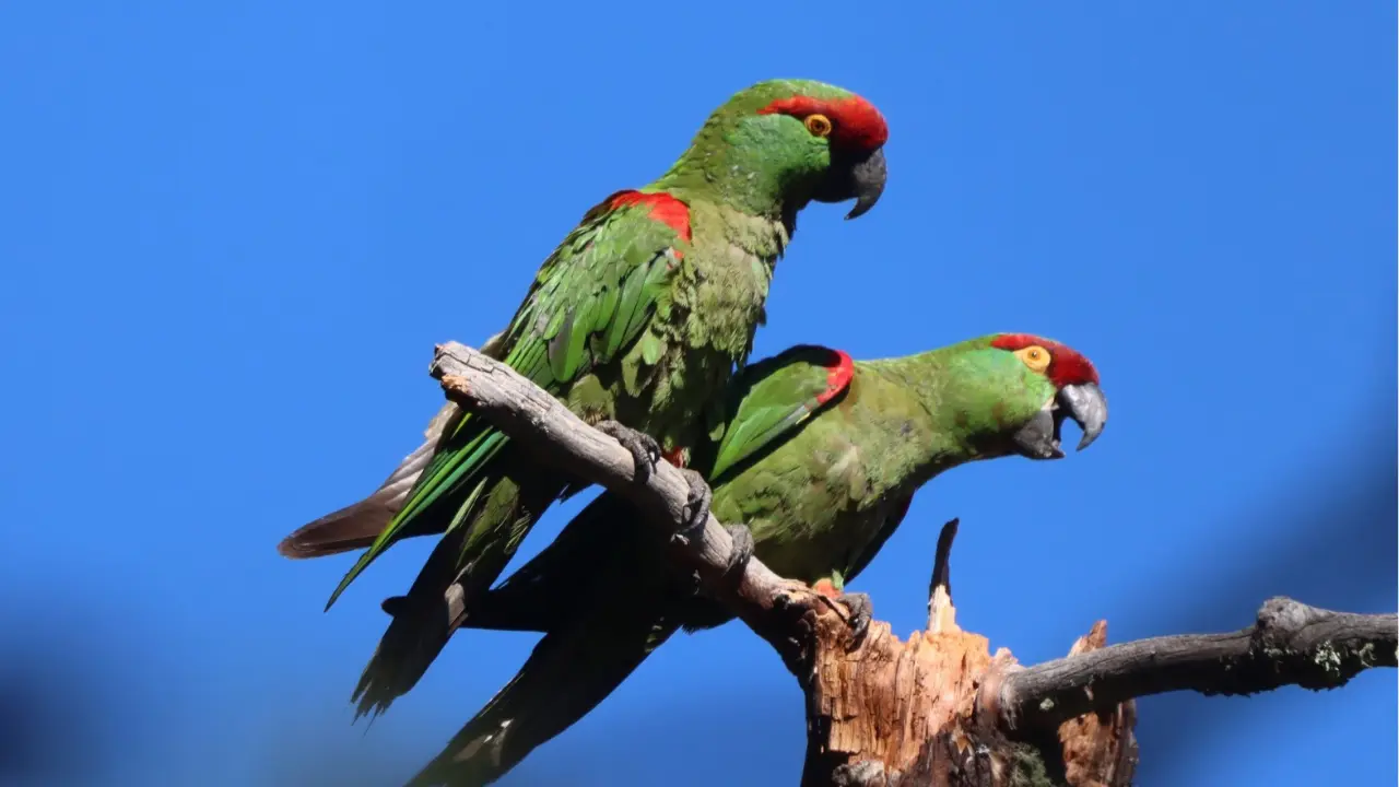 Un ave nativa de Durango vive en los bosques. Foto: Conabio.