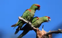 La asombrosa ave nativa de Durango que está en peligro de extinción, ¿la conoces?
