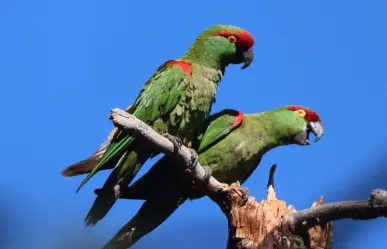 La asombrosa ave nativa de Durango que está en peligro de extinción, ¿la conoces?
