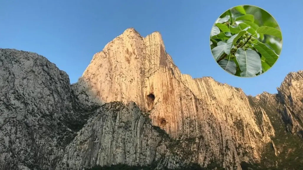 Descubre las plantas y árboles nativos de Nuevo León que puedes encontrar en el cañón La Huasteca