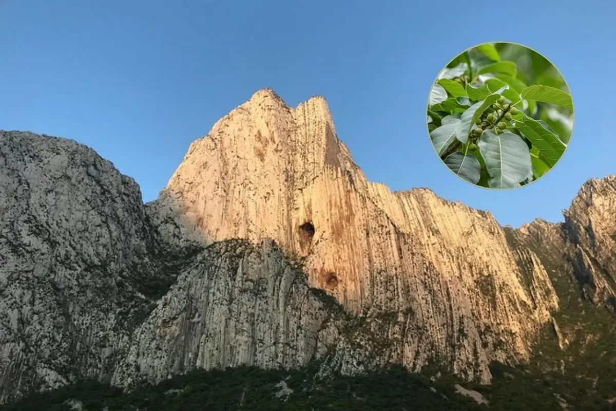 El Cañón de la Huasteca es uno de los espacios naturales más emblemáticos de Nuevo León. Foto: Tripadvisor / CANVA