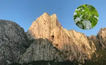 Descubre las plantas y árboles nativos de Nuevo León que puedes encontrar en el cañón La Huasteca