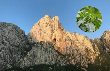 Descubre las plantas y árboles nativos de Nuevo León que puedes encontrar en el cañón La Huasteca