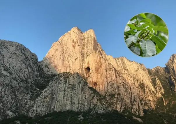 Descubre las plantas y árboles nativos de Nuevo León que puedes encontrar en el cañón La Huasteca