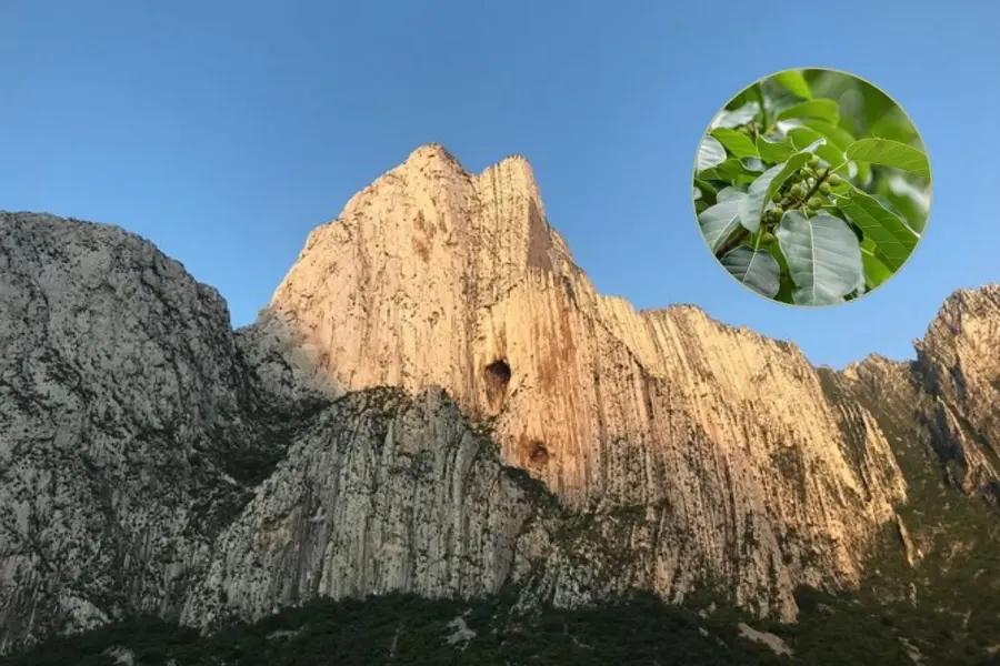 Descubre las plantas y árboles nativos de Nuevo León que puedes encontrar en el cañón La Huasteca
