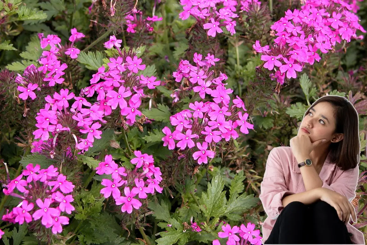 La verbena rosa es una planta medicinal utilizada tradicionalmente para tratar problemas del sistema nervioso. Foto: Canva