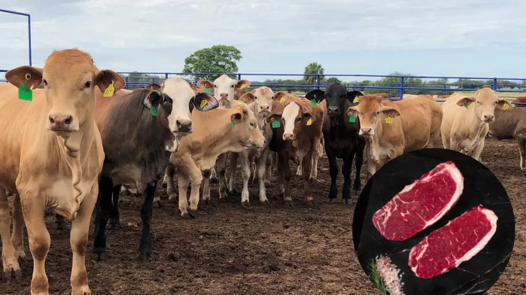 Precio de la carne no bajará pese al cierre de frontera con EU, advierten ganaderos