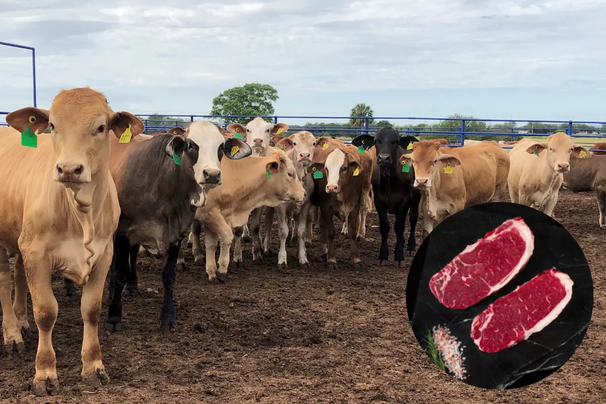 Productores explican que la menor oferta nacional y la escasez de ganado centroamericano impiden una baja en el mercado interno. Foto: Posta Tamaulipas