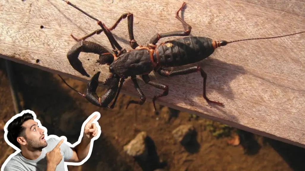 Conoce al insecto nativo de Coahuila que al morir deja un olor insoportable
