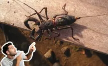 Conoce al insecto nativo de Coahuila que al morir deja un olor insoportable