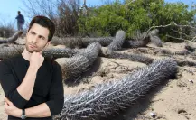 Estos son los 6 cactus que solo crecen en Baja California Sur