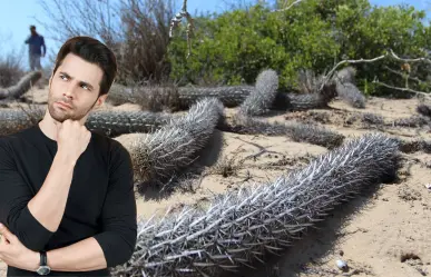 Estos son los 6 cactus que solo crecen en Baja California Sur