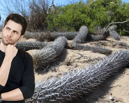 Estos son los 6 cactus que solo crecen en Baja California Sur