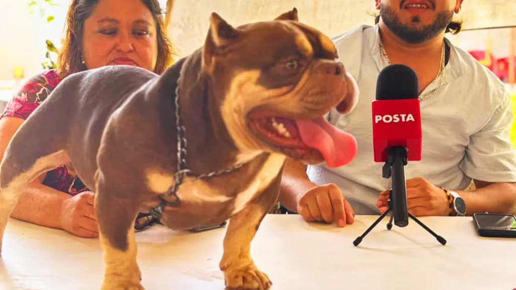 Anuncian la primera Copa American Terriers Pitbull Mérida Fest
