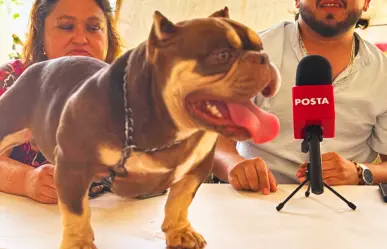 Anuncian la primera Copa American Terriers Pitbull Mérida Fest