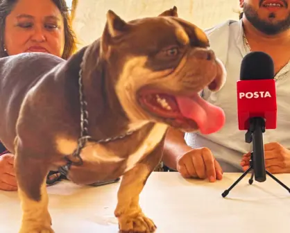 Anuncian la primera Copa American Terriers Pitbull Mérida Fest