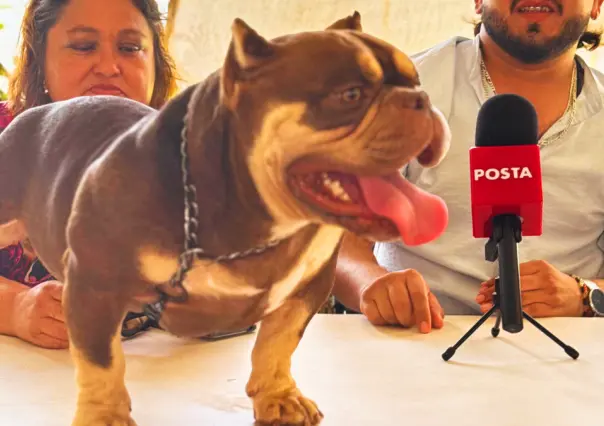 Anuncian la primera Copa American Terriers Pitbull Mérida Fest