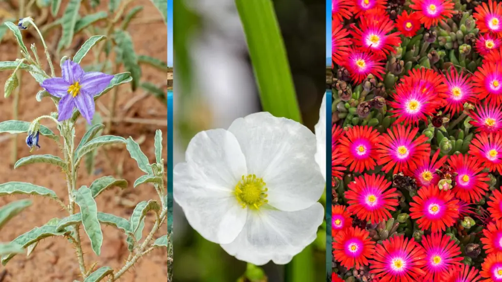 Esta es la flor nativa de Coahuila que mata la siembra y el ganado