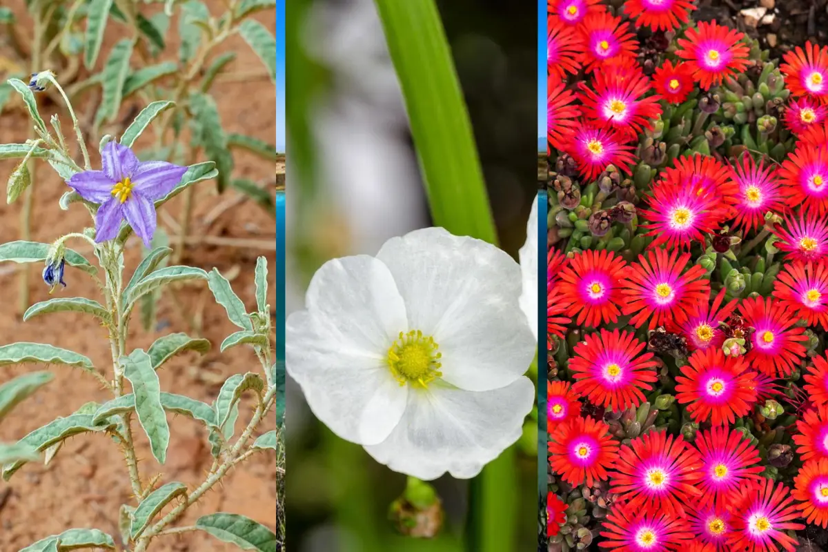 Aunque puede parecer solo una maleza más, el trompillo afecta directamente el rendimiento agrícola. /Foto: Canva/ Picture This/ Vecteezy/Nuevo Estilo