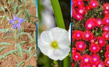 Esta es la flor nativa de Coahuila que mata la siembra y el ganado