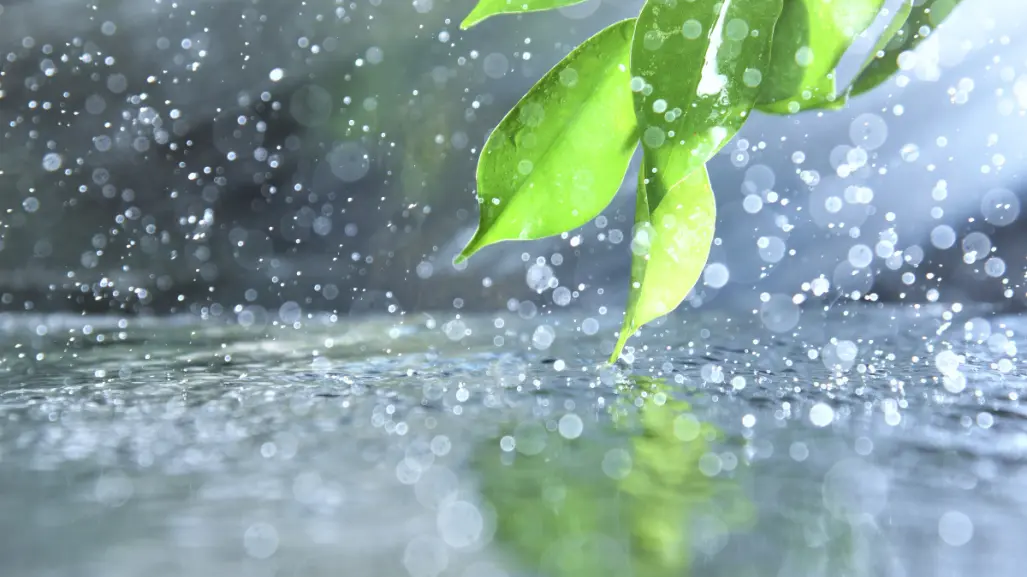 3 consejos clave para cuidar tus plantas en temporada de lluvias