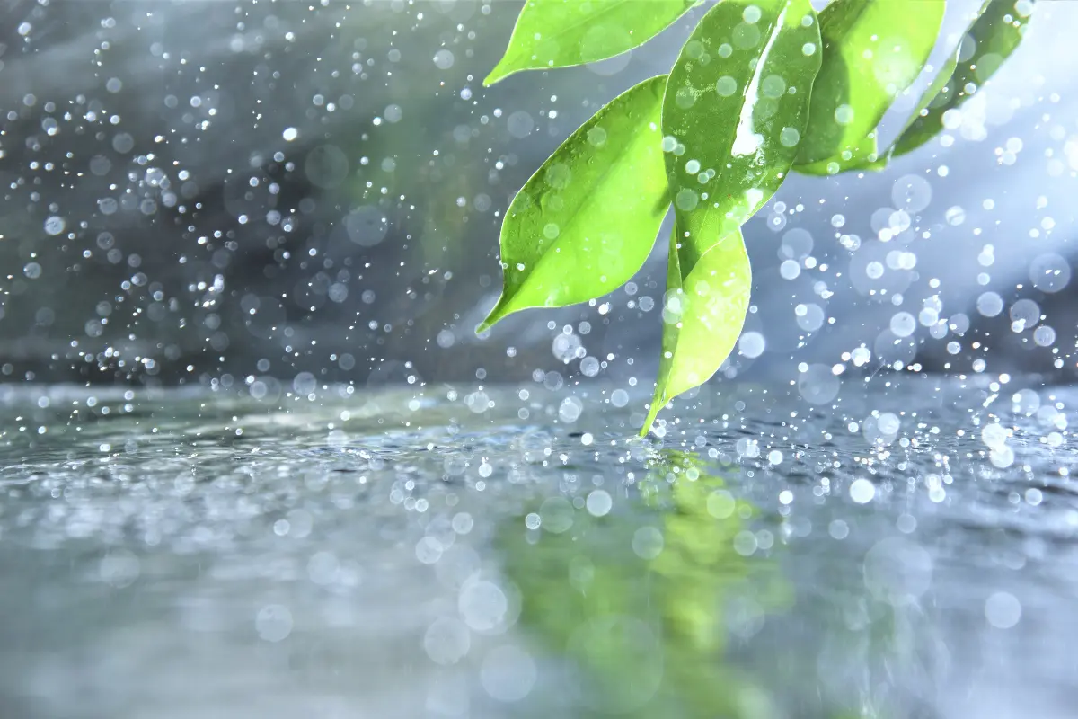 Las fuertes lluvias pueden afectar a las plantas, por lo que es importante conocer sus necesidades especiales en esta temporada. Foto: Canva
