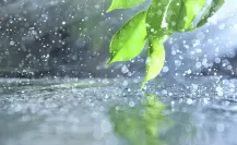 3 consejos clave para cuidar tus plantas en temporada de lluvias