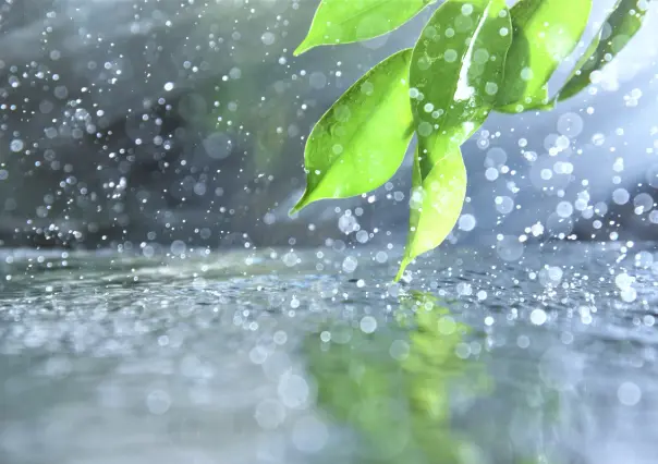 3 consejos clave para cuidar tus plantas en temporada de lluvias