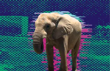 Invitan a celebrar junto a Monty el elefante su cumpleaños 19 en La Pastora; ¿cuándo es el festejo?