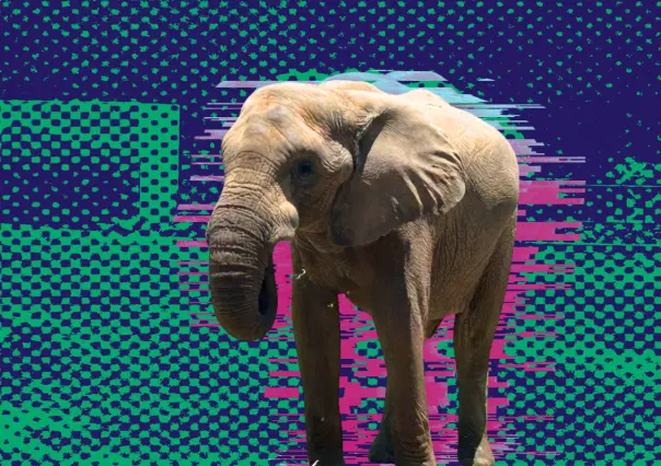 Invitan a celebrar junto a Monty el elefante su cumpleaños 19 en La Pastora; ¿cuándo es el festejo?