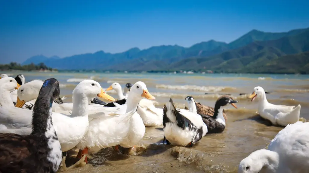 Liberan patos en Presa La Boca y firman convenio para salvaguardar la diversidad biológica